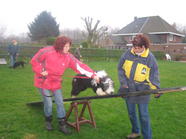 Nelson op puppycursus bij Dogbasics